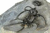Spiny Ceratarges Trilobite With Gerastos - Zireg, Morocco #363016-4